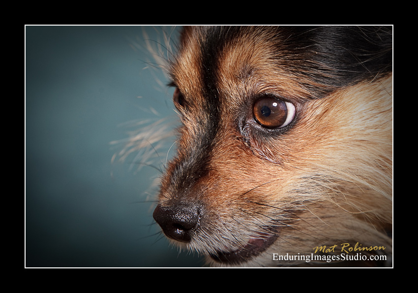 Dog portraits, Denville, NJ - by Enduring Images Photography Studio