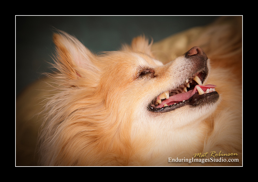 Dog portraits, Denville, NJ - by Enduring Images Photography Studio