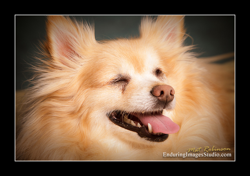 Dog portraits, Denville, NJ - by Enduring Images Photography Studio