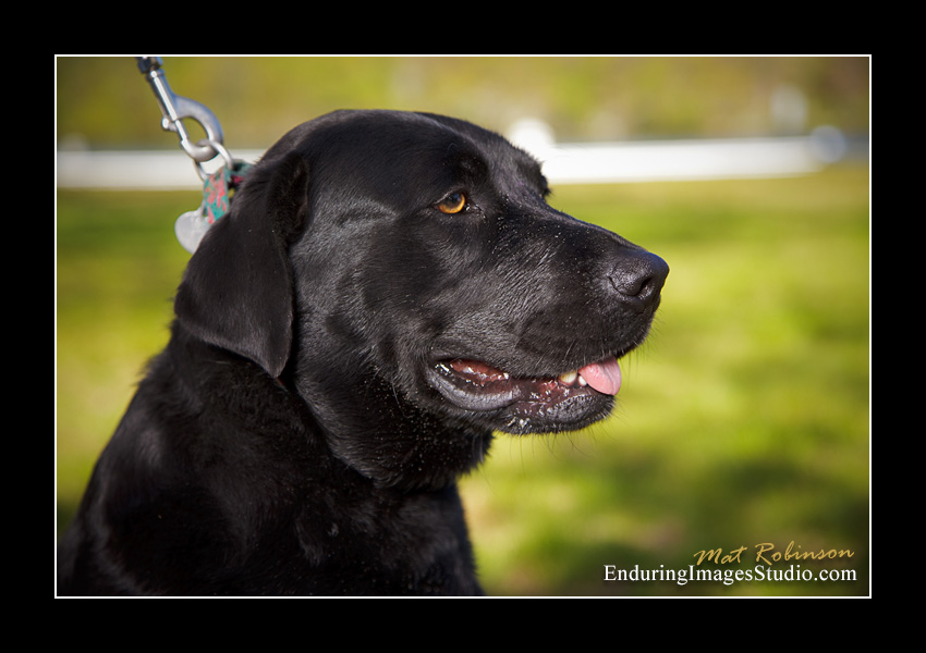 Dog portraits, Denville, NJ - by Enduring Images Photography Studio