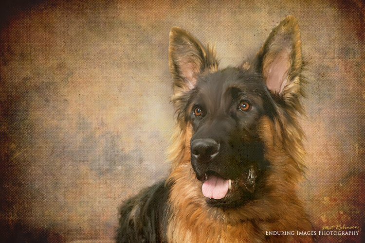 Dog portrait photographer - Denville, NJ